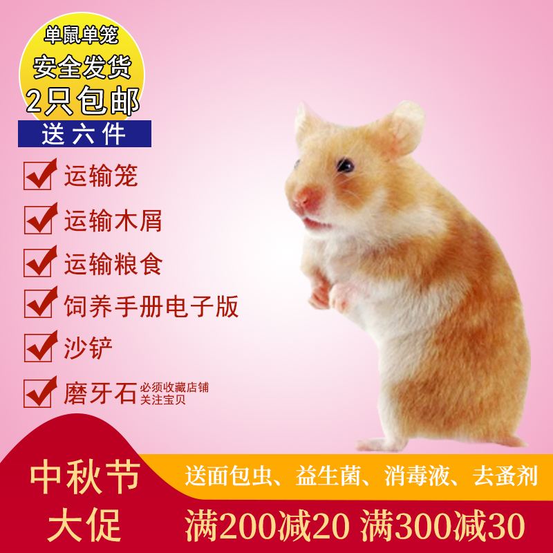 {投注}(宠物熊的品种)