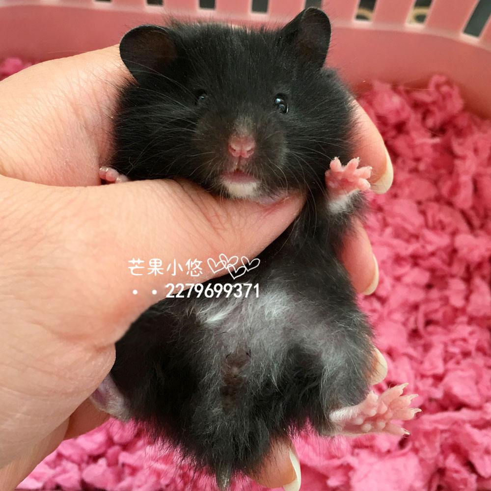 {投注}(宠物熊的品种)