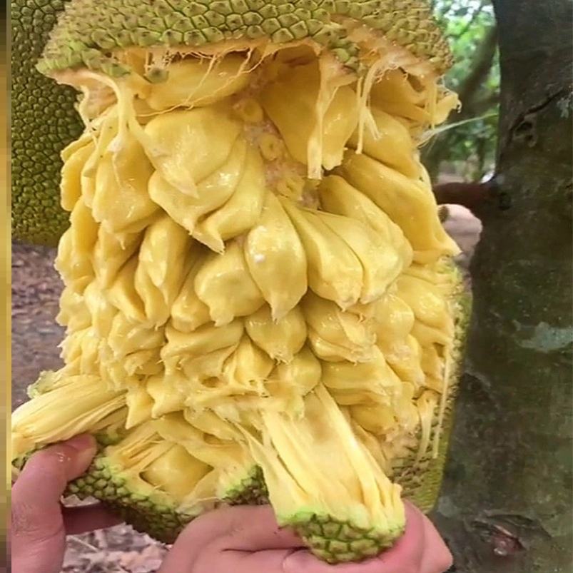 {捕魚機}(波罗蜜多心经菠萝菠萝蜜心经)